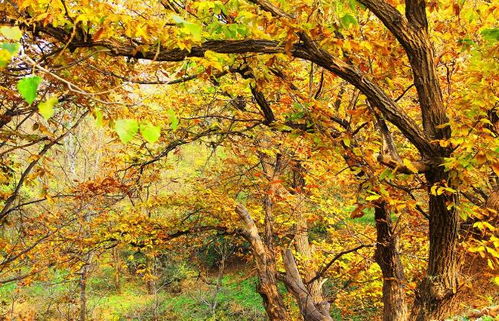 专注对讲机领域 福建北峰通信科技股份有限公司的产品与解决方案